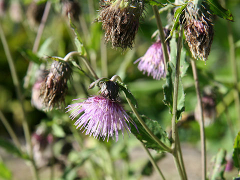 Cirsium sieboldii