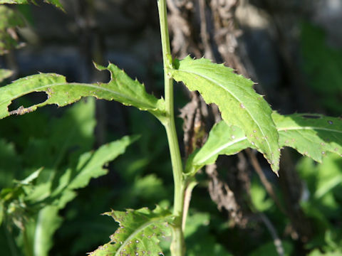 Cirsium sieboldii