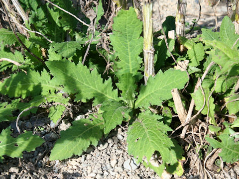 Cirsium sieboldii