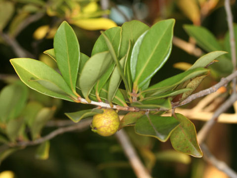 Psidium guajava cv. lucidum