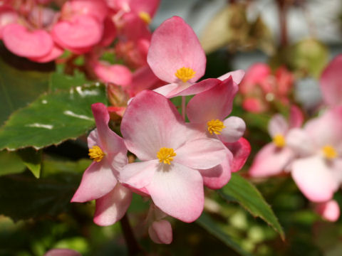 Begonia sp.