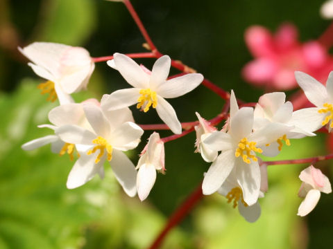 Begonia sp.