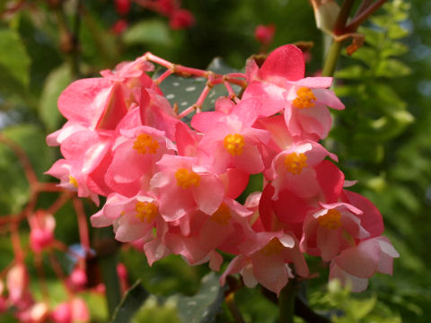 キダチベゴニア Begonia Sp