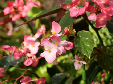 Begonia sp.