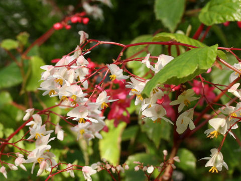 Begonia sp.