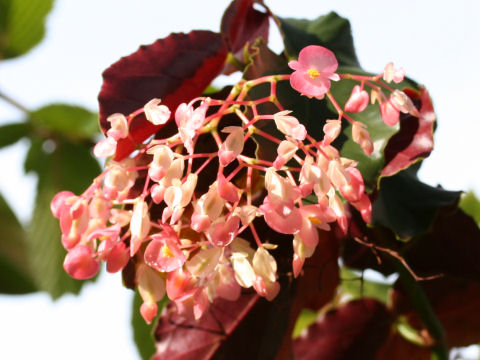 Begonia sp.