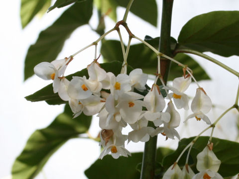 Begonia sp.