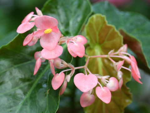 Begonia cv. Rubaiyat