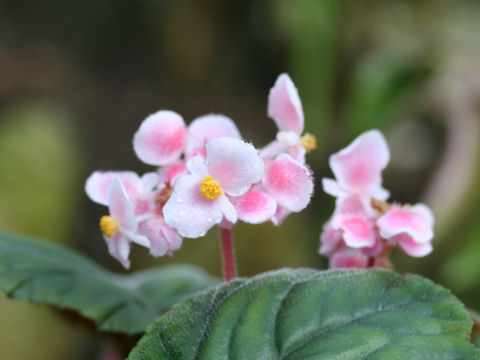 Begonia cv. Chocolate Soldier