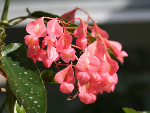 Begonia cv. Ingralorii