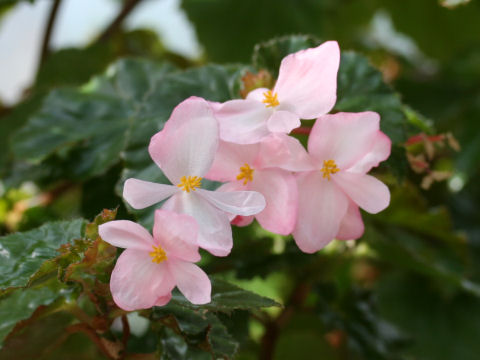 Begonia cv. Richmondensis