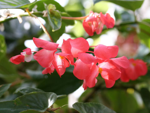 Begonia cv. Dragon Wing