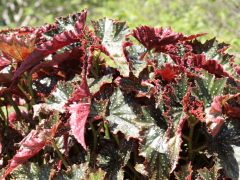 Begonia sp.