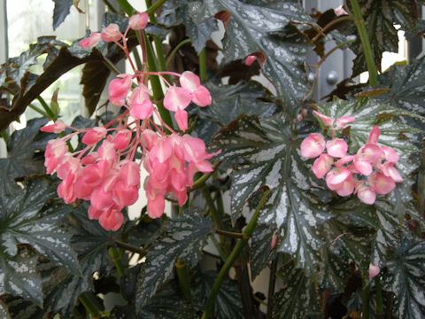 Begonia sp.