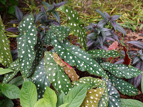 Begonia sp.