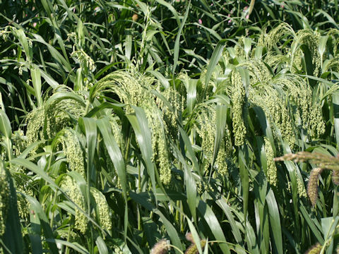 Panicum miliaceum