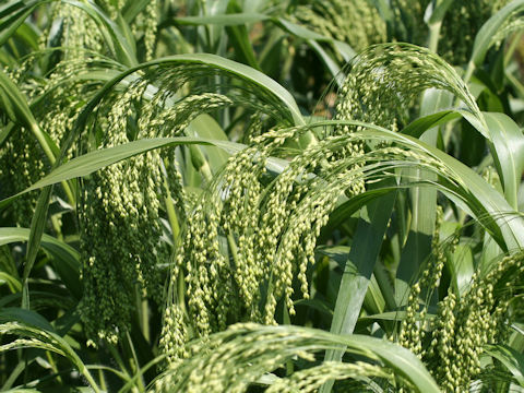 Panicum miliaceum