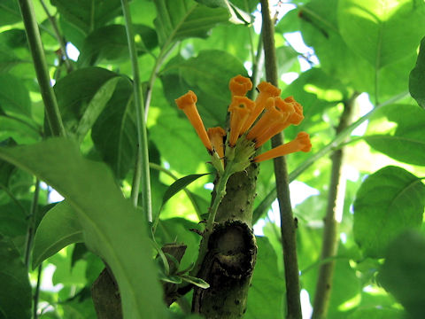 Cestrum aurantiacum