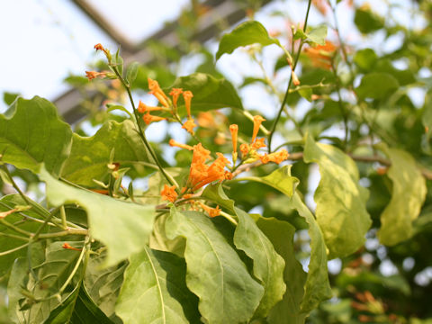 Cestrum aurantiacum