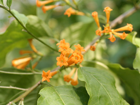 Cestrum aurantiacum