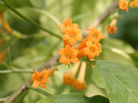 Cestrum aurantiacum