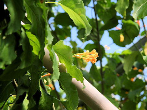 Cestrum aurantiacum