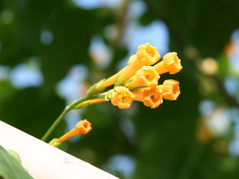 Cestrum aurantiacum