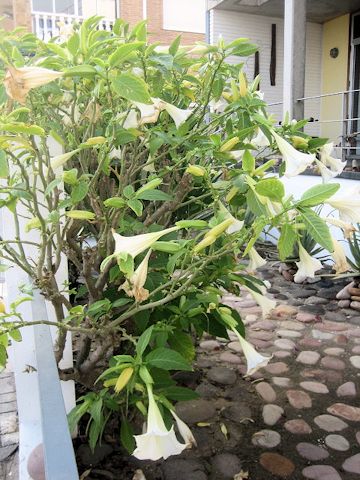 Brugmansia suaveolens