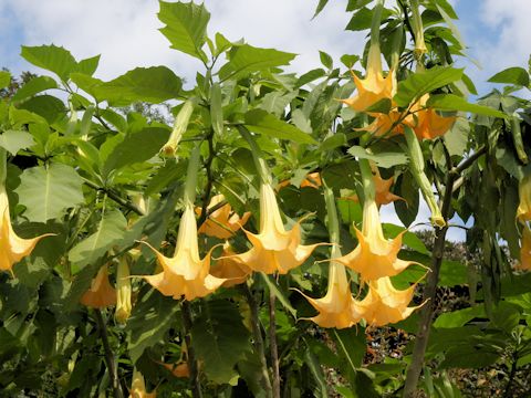 Brugmansia suaveolens