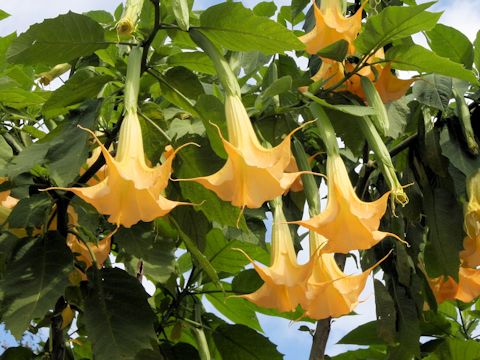 Brugmansia suaveolens