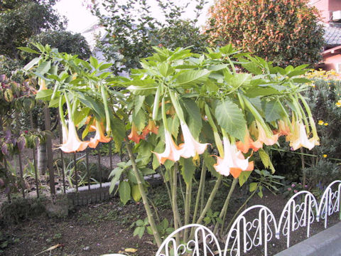 Brugmansia suaveolens