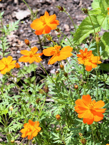 Cosmos sulphureus