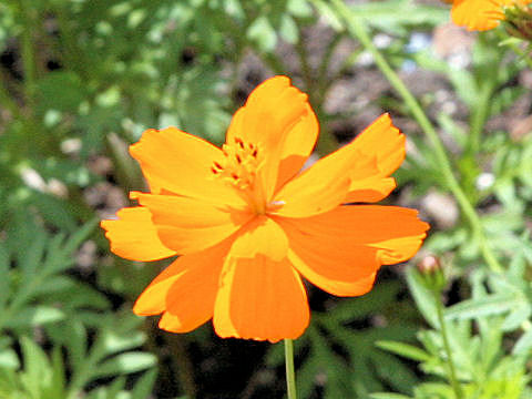 Cosmos sulphureus