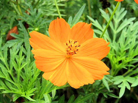 Cosmos sulphureus