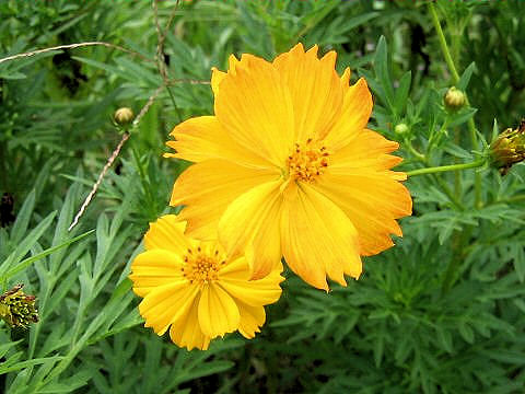 Cosmos sulphureus