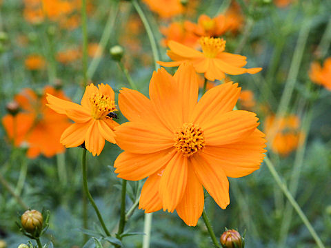 Cosmos sulphureus