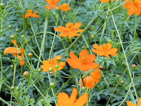 Cosmos sulphureus