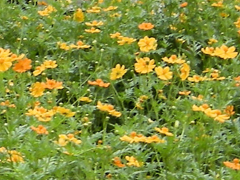 Cosmos sulphureus