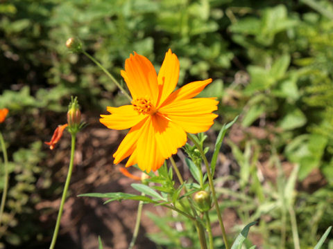 Cosmos sulphureus