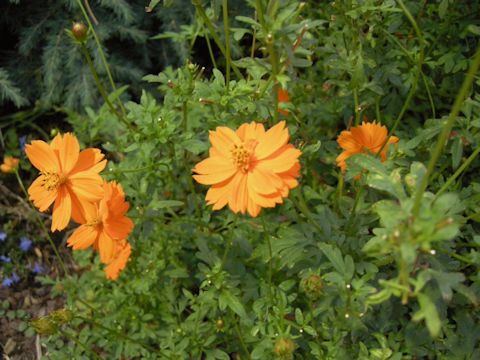 Cosmos sulphureus