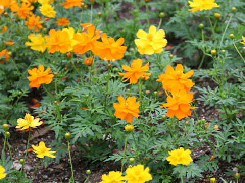 Cosmos sulphureus