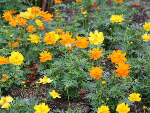 Cosmos sulphureus