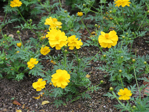 Cosmos sulphureus