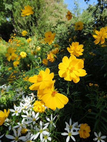 Cosmos sulphureus