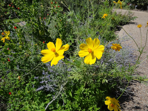 Cosmos sulphureus