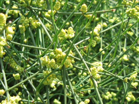 Ephedra equisetina