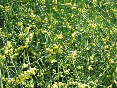 Ephedra equisetina