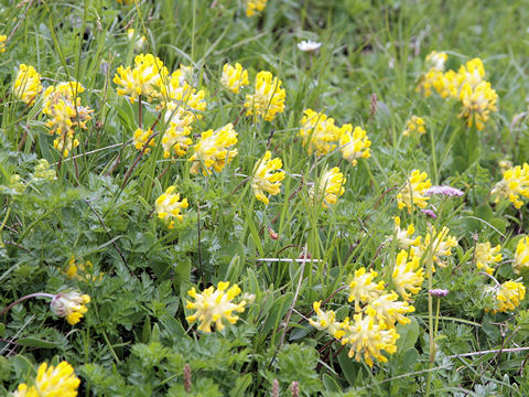 Anthyllis vulneraria