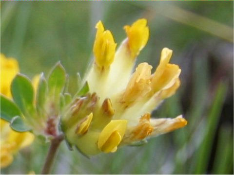 Anthyllis vulneraria