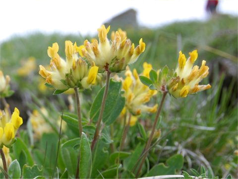 Anthyllis vulneraria